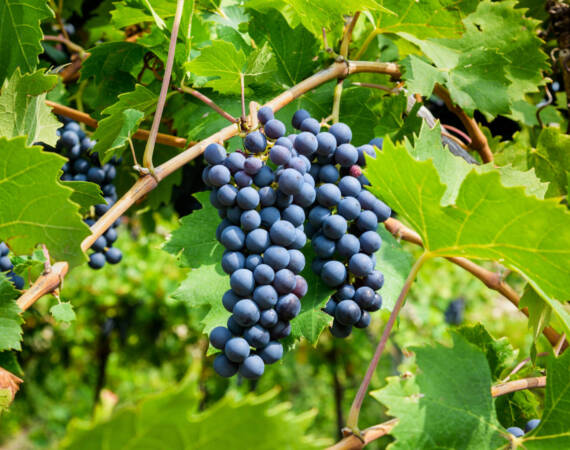 Ripe black grapes growing on vine in nature