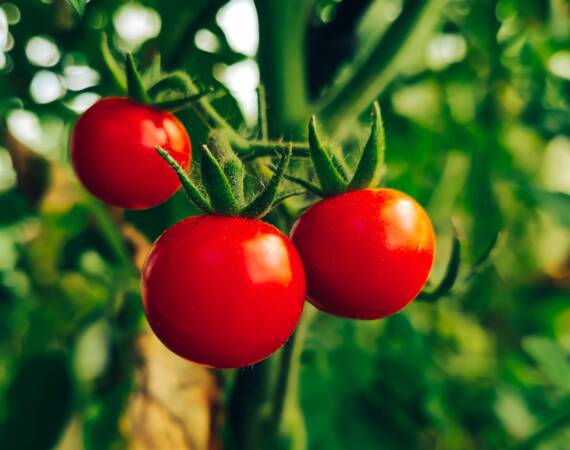Ripe juicy tomatoes on a branch. Growing vegetables in greenhouse. Farming and gardening.