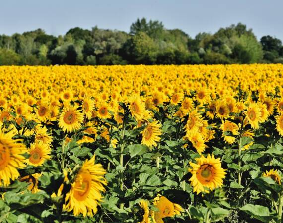 sunflower-field-5399292_1280